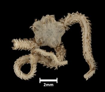 Media type: image;   Invertebrate Zoology OPH-3548 Description: Top of brittle star with a view of the disc.;  Aspect: dorsal